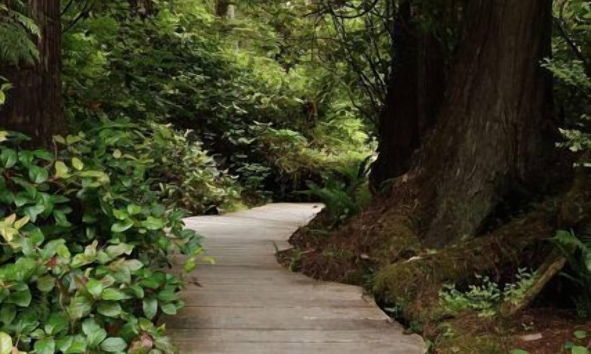 Tofino House | Tucked In The Rainforest, Across The Road From Tofino's Best Surf!