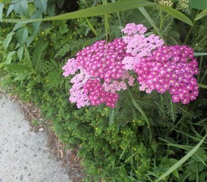 Elcho Ottawa 