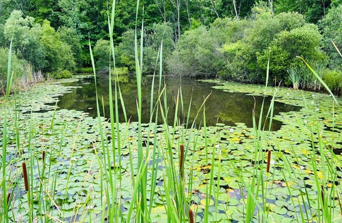 Port Colborne Cottage | 40 Acre Vacation rental Cottage with hot tub and swimming pool in Niagara