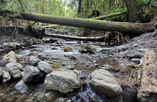 Lindell Beach Resort | Cozy Tiny Home Located in a Resort Near Cultus Lake