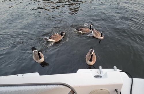 Downtown Gatineau Bed & Breakfast | Kokomo INN Bed and Breakfast Ottawa-Gatineau's Only Tropical Riverfront B&B on the National Capital Cycling Pathway Route Verte #1 - for Adults Only - Chambre d'hôtes tropical aux berges des Outaouais BnB #17542O