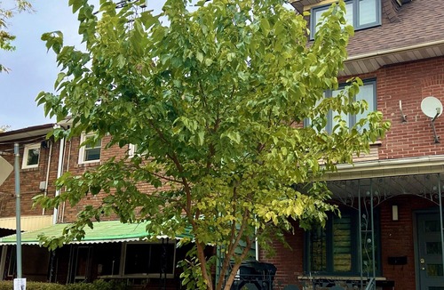 Little Italy Apartment | Luxury Suite by Kensington Market Downtown Toronto