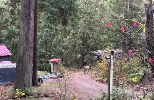 Roberts Creek Cabin | Tiny Home Glamping with Wood Burning Fireplace and Sauna in Roberts Creek