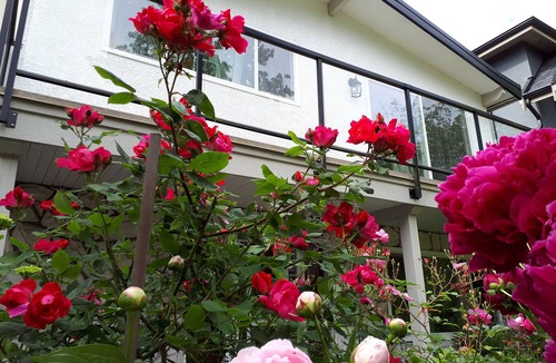 Killarney House | Two-bedroom place, quiet street, near skytrain and groceries, Vancouver