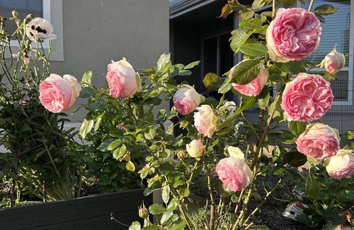 Steveston House | Two-bedroom with independent entrance close to YVR in Richmond