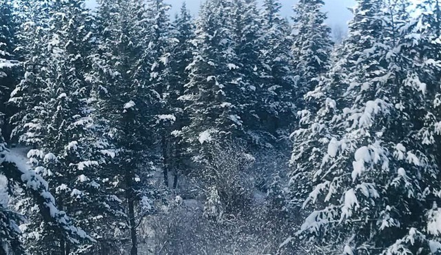 Cabin Rentals at Guest Lodge in North Okanagan