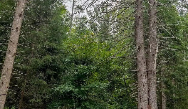 Charming 4 season log cabin near Algonquin Park