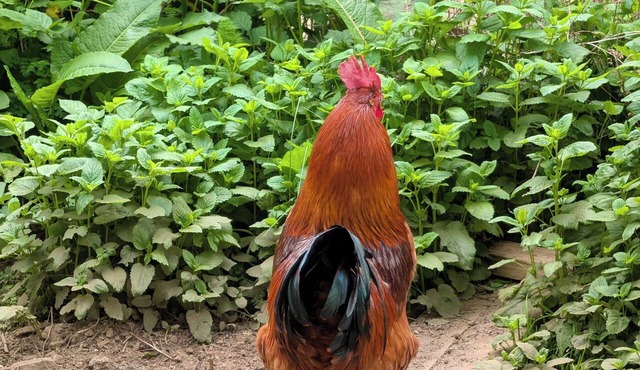 Farm Adventures BnB offers an authentic petting farm stay for the whole family