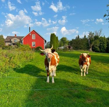 Farm Stay Between Forests and Meadows in Boras