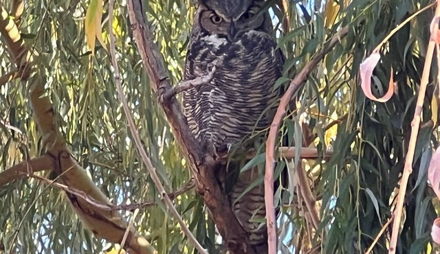 Owl Studio Guesthouse at Farmersdotter Organics