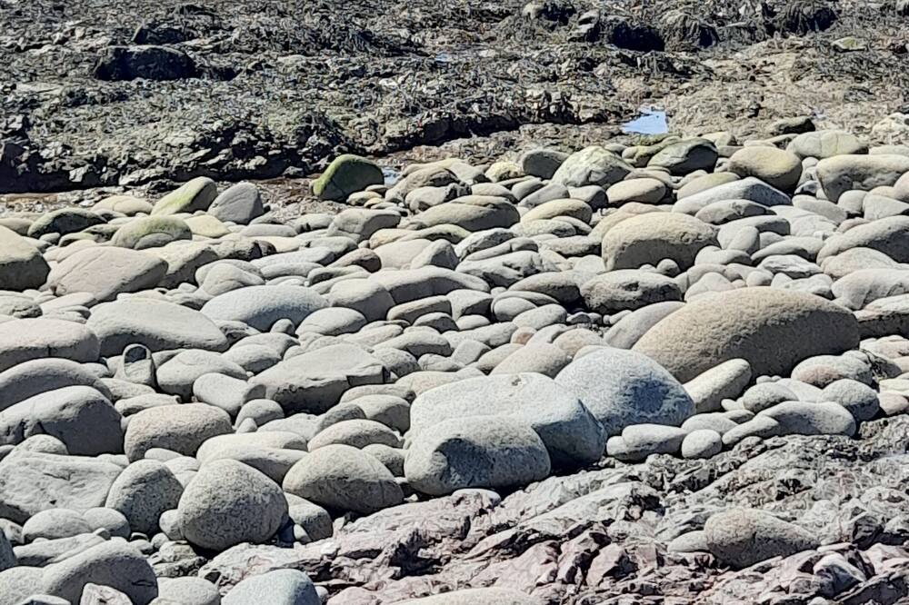 Photo of Others in Seal Cove