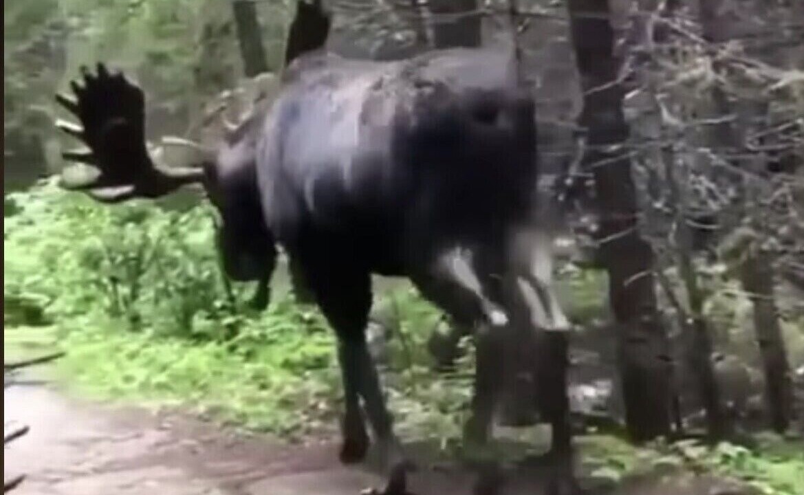 Photo of Outdoor in Algonquin Highlands