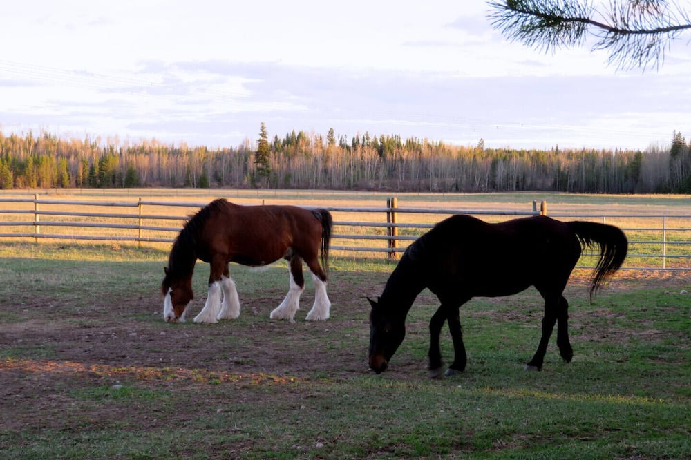 Photo of Others in Prince George