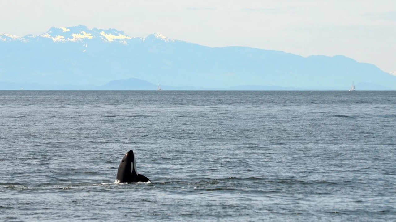 Photo of Others in Bowen Island