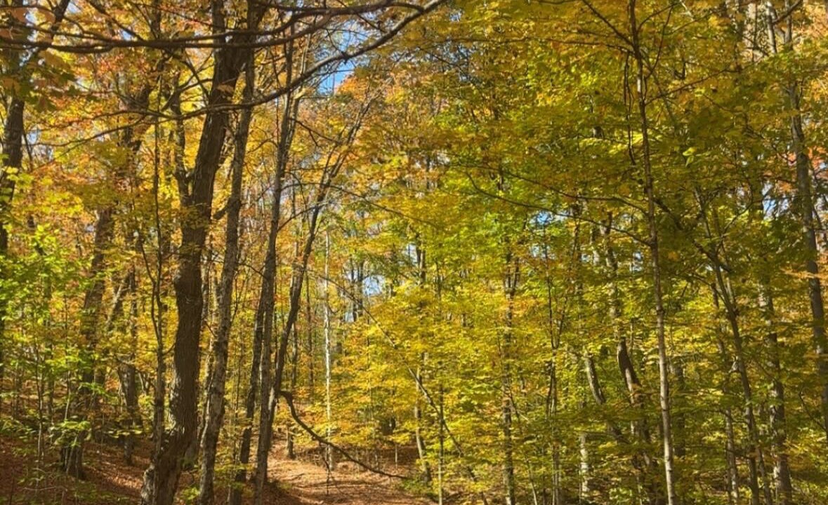 Photo of Others in Muskoka Lakes