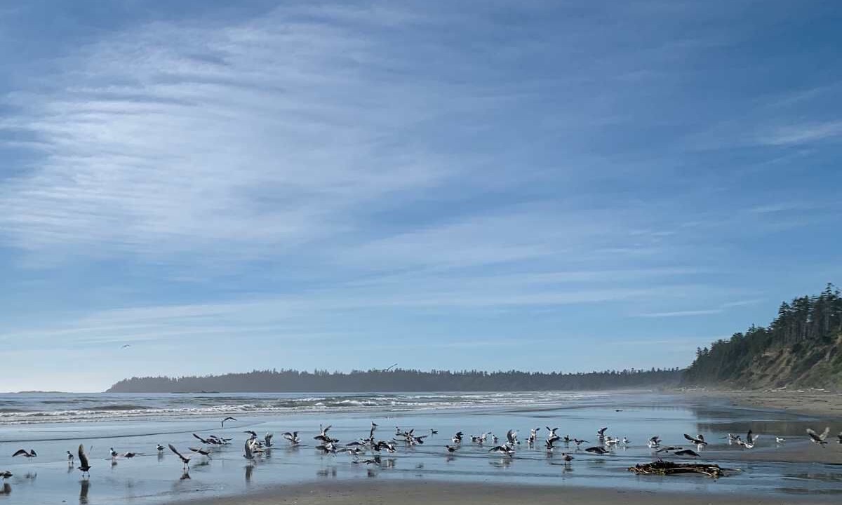 Photo of Others in Ucluelet