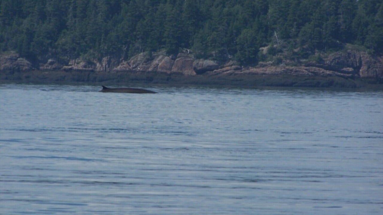 Photo of Others in Campobello Island