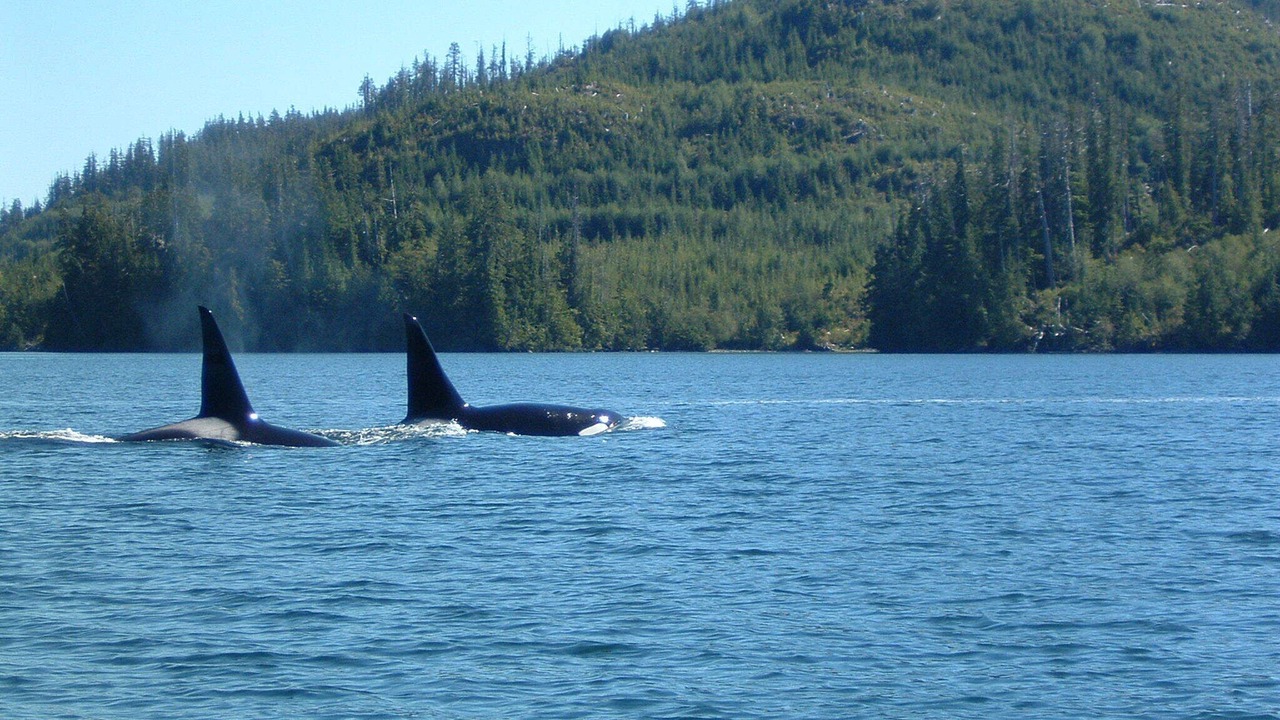 Photo of Others in Tofino