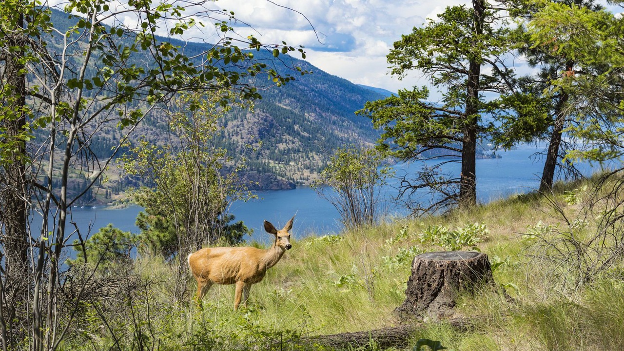 Photo of Others in Central Okanagan