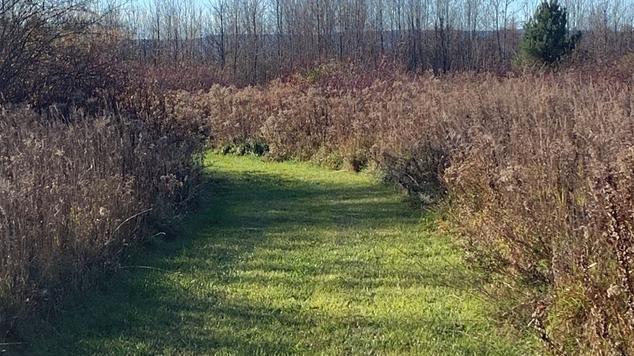 Photo of Others in Clearview Township