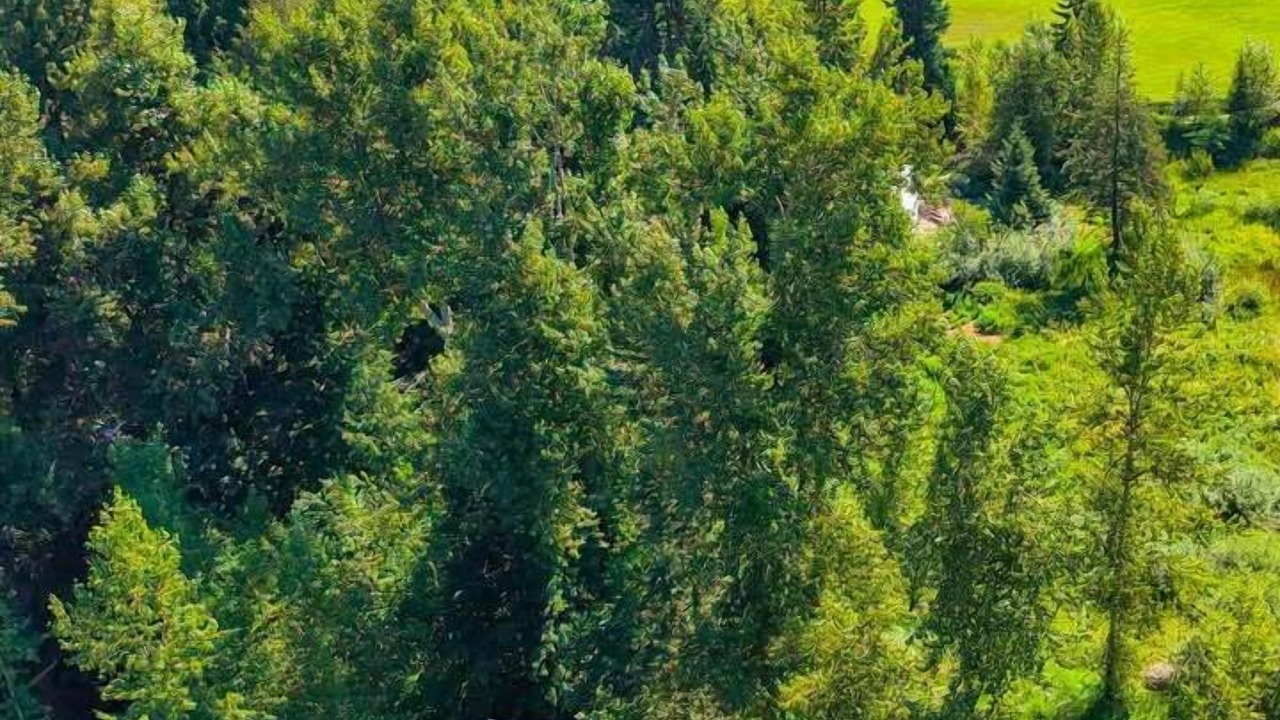 Photo of Others in Rossland