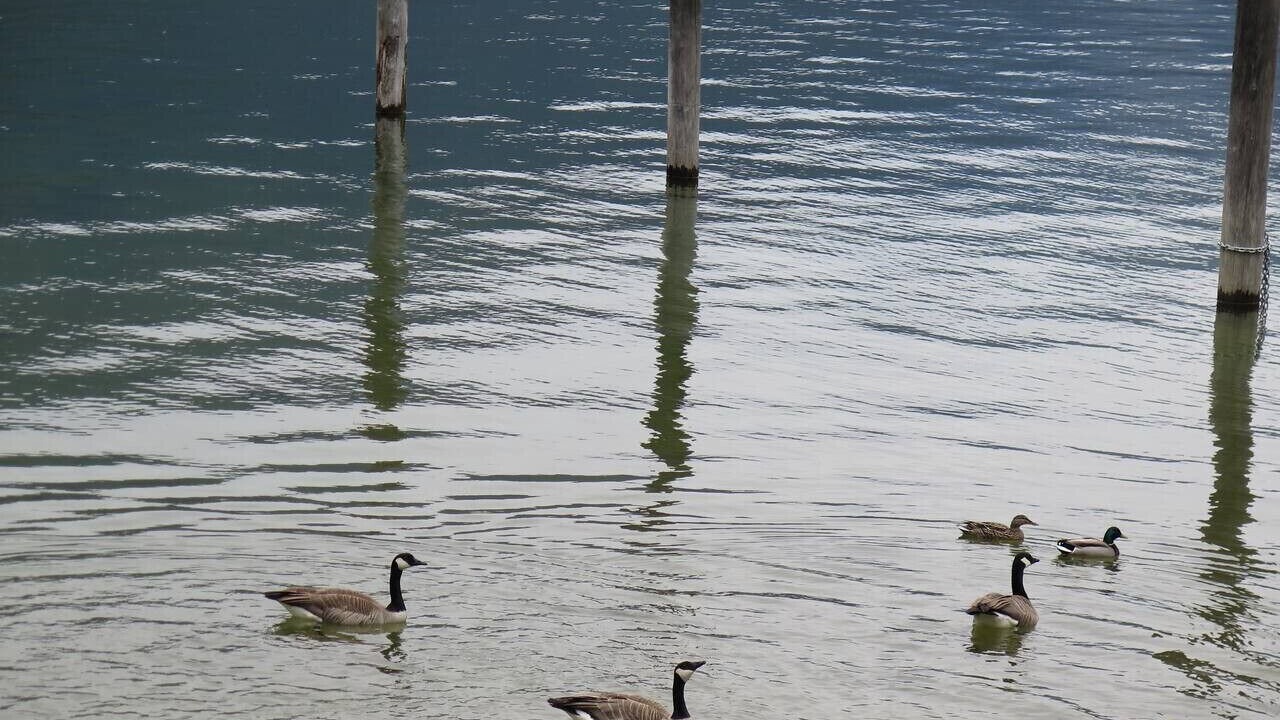 Photo of Others in Nelson
