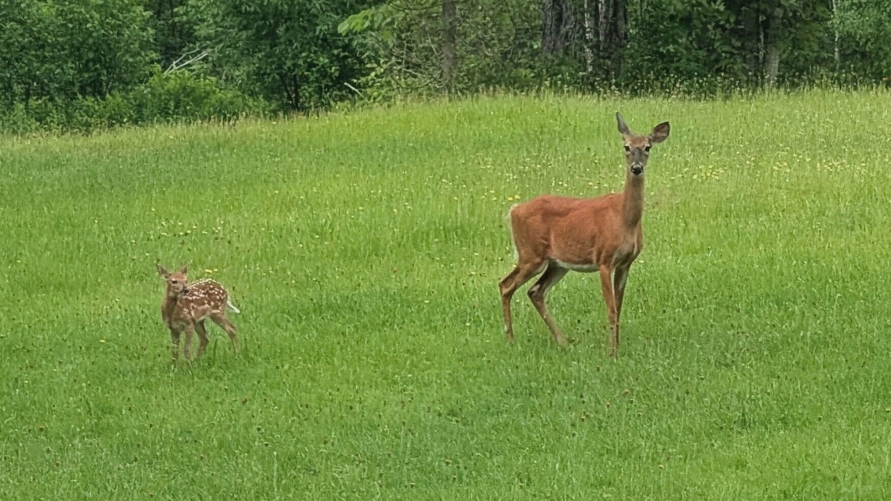 Photo of Others in Rosseau