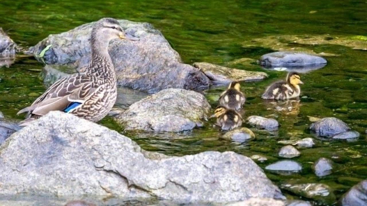 Photo of Others in Bowen Island